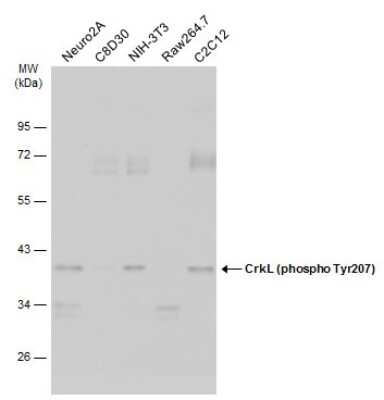 Western Blot: CrkL [p Tyr207] Antibody [NBP3-13318]